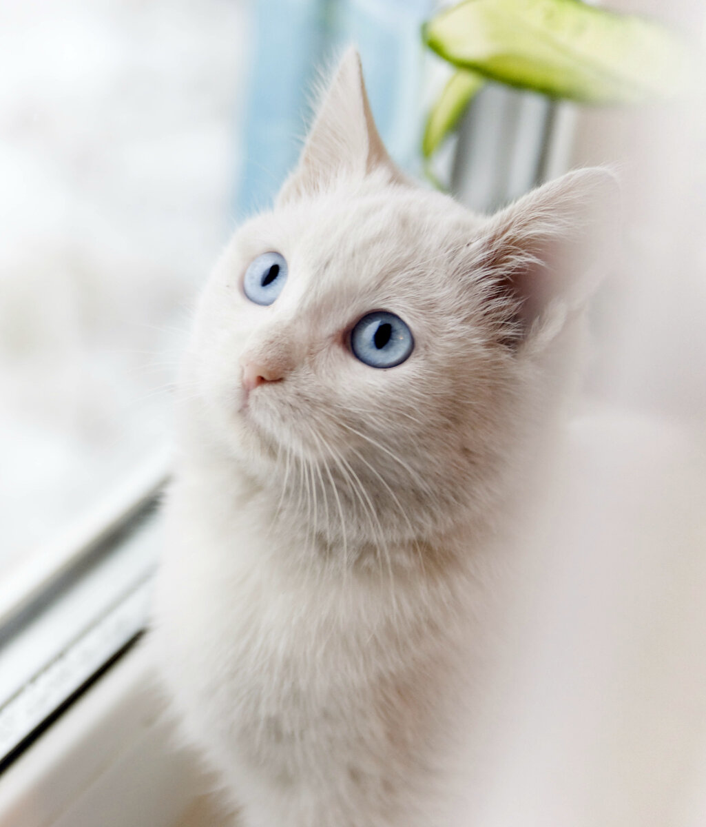 Белый котёнок с голубыми глазами - 95 фото