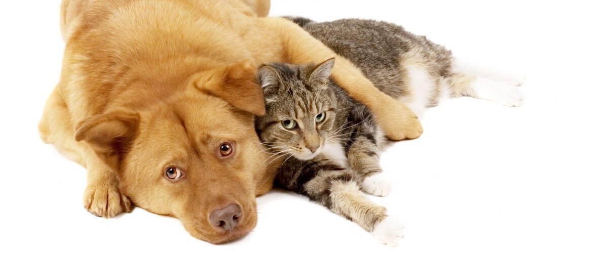 источник фото www.zookremator.com