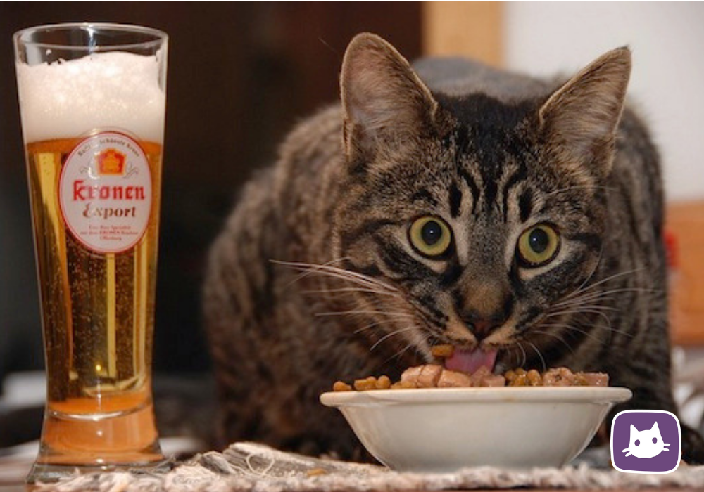 😾🍲Можно ли кормить кошек кашей, супом и другой человеческой пищей | Нос ...