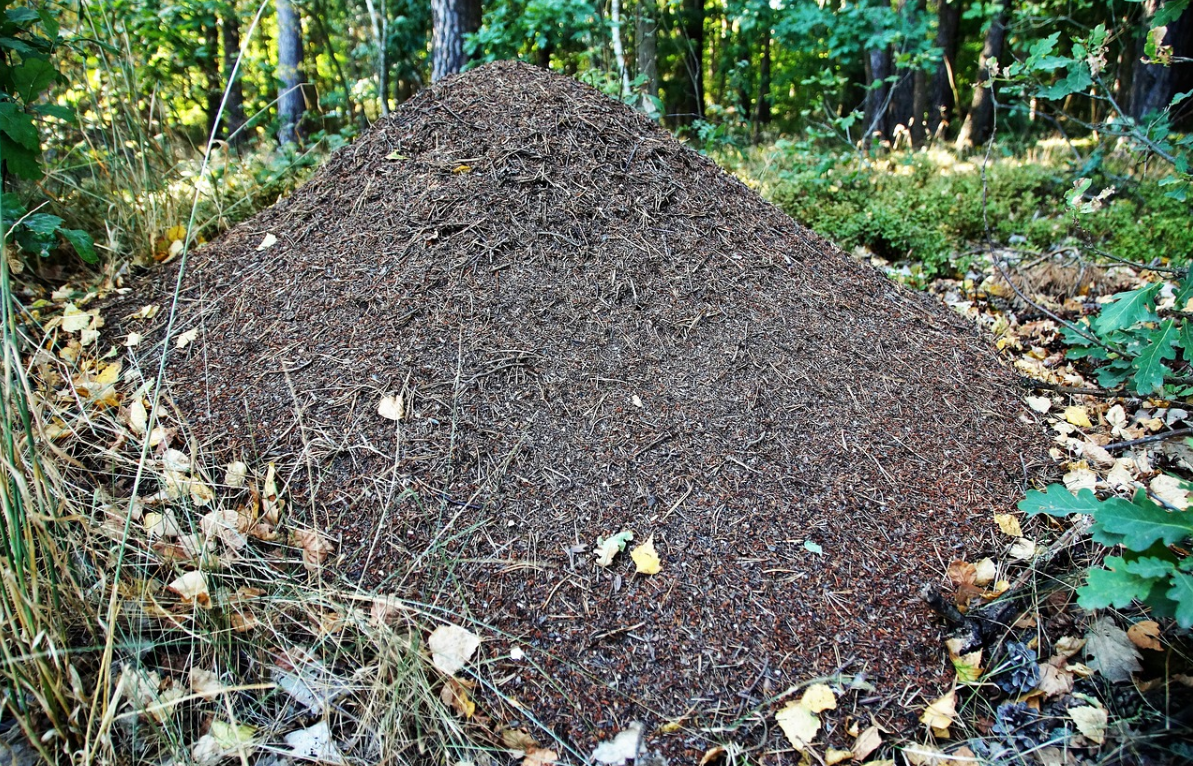 Про муравейники. Малый Лесной муравей Муравейник. Лесные муравьи Муравейник. Муравейник лесных муравьёв. Муравейник жилище муравьев.