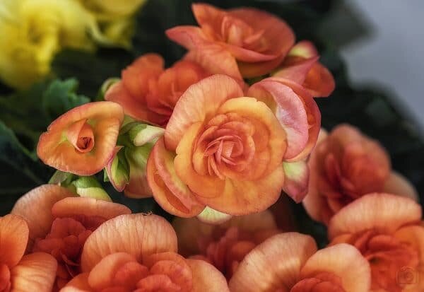 Источник фото: flickr.com 