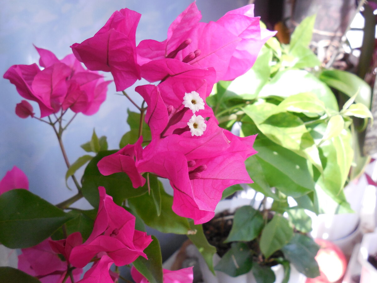 Бугенвиллея. Первое домашнее цветение