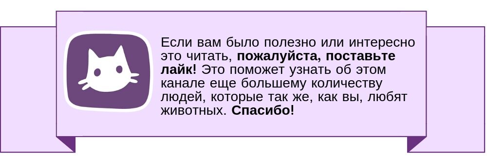 Почему после стерилизации кошка просит кота