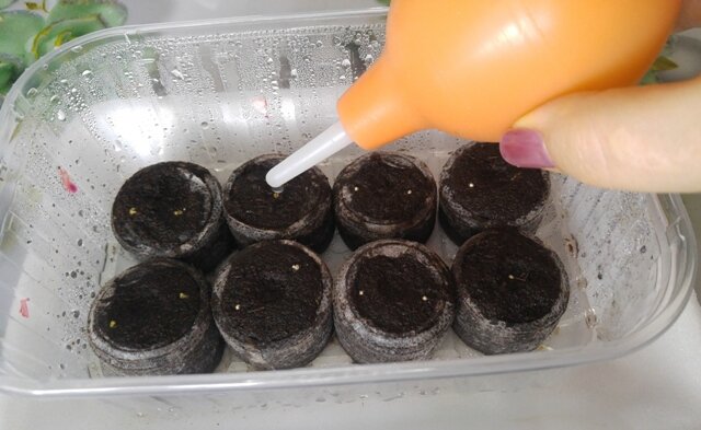 эустома рассада. эустома в торфяных таблетках. полив торфяные таблетки. пикировка рассады в торфяные таблетки. торфяные таблетки для рассады.