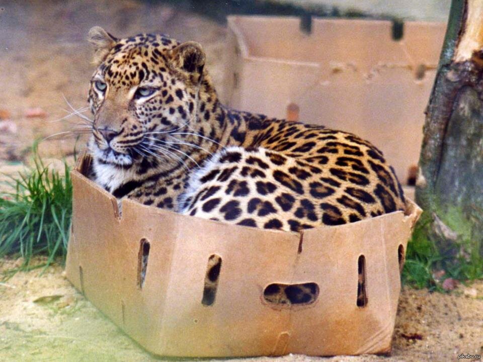 Большие дикие кошки тоже любят коробки. Источник изображения:baomoi.com
