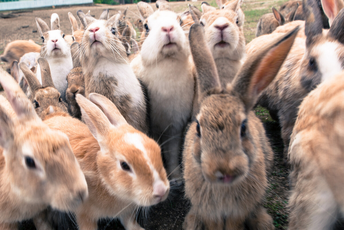 В питомнике живет несколько кроликов разного цвета. Остров кроликов Окуносима. Остров кроликов Окуносима в Японии. Стадо кроликов. Много кроликов.