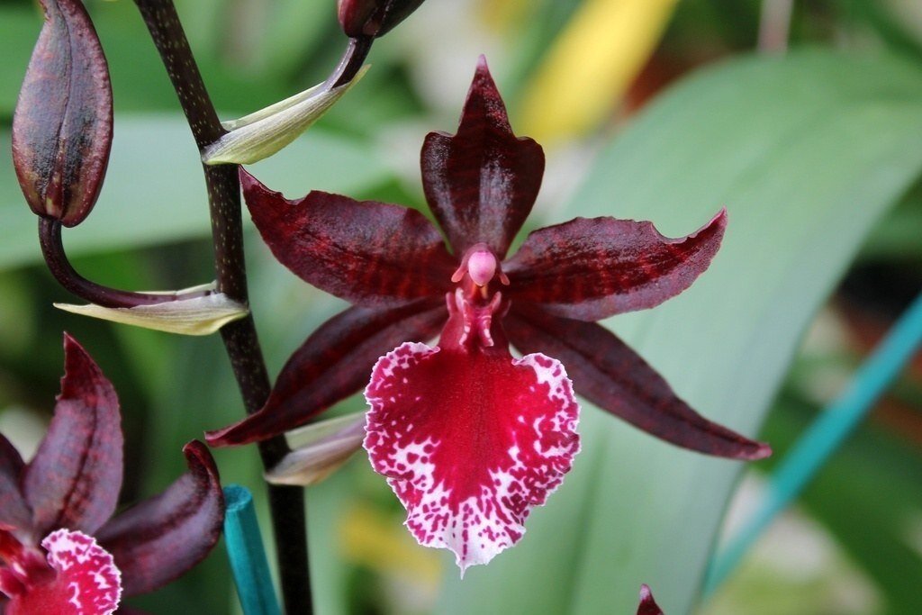 Колманара Масаи Сплеш Colmanara Masai Splash