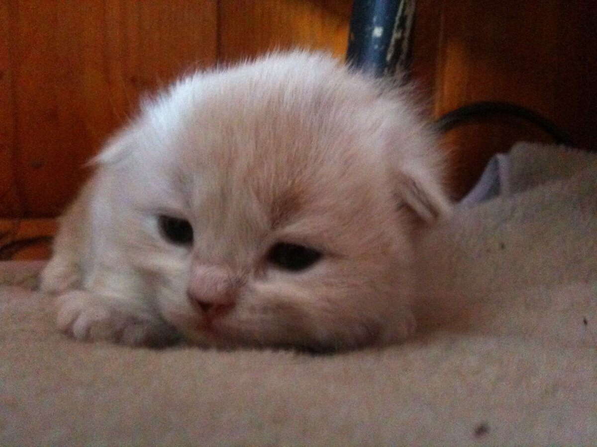 малыш Ричи, примерно неделю живет на даче