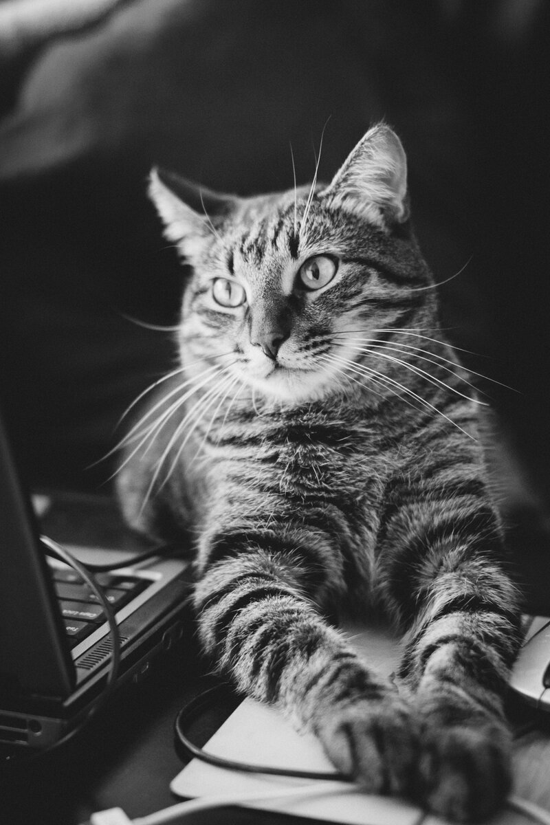 Важный кот. Важные коты. Важный котик. Важный кошак. Важный кот фото