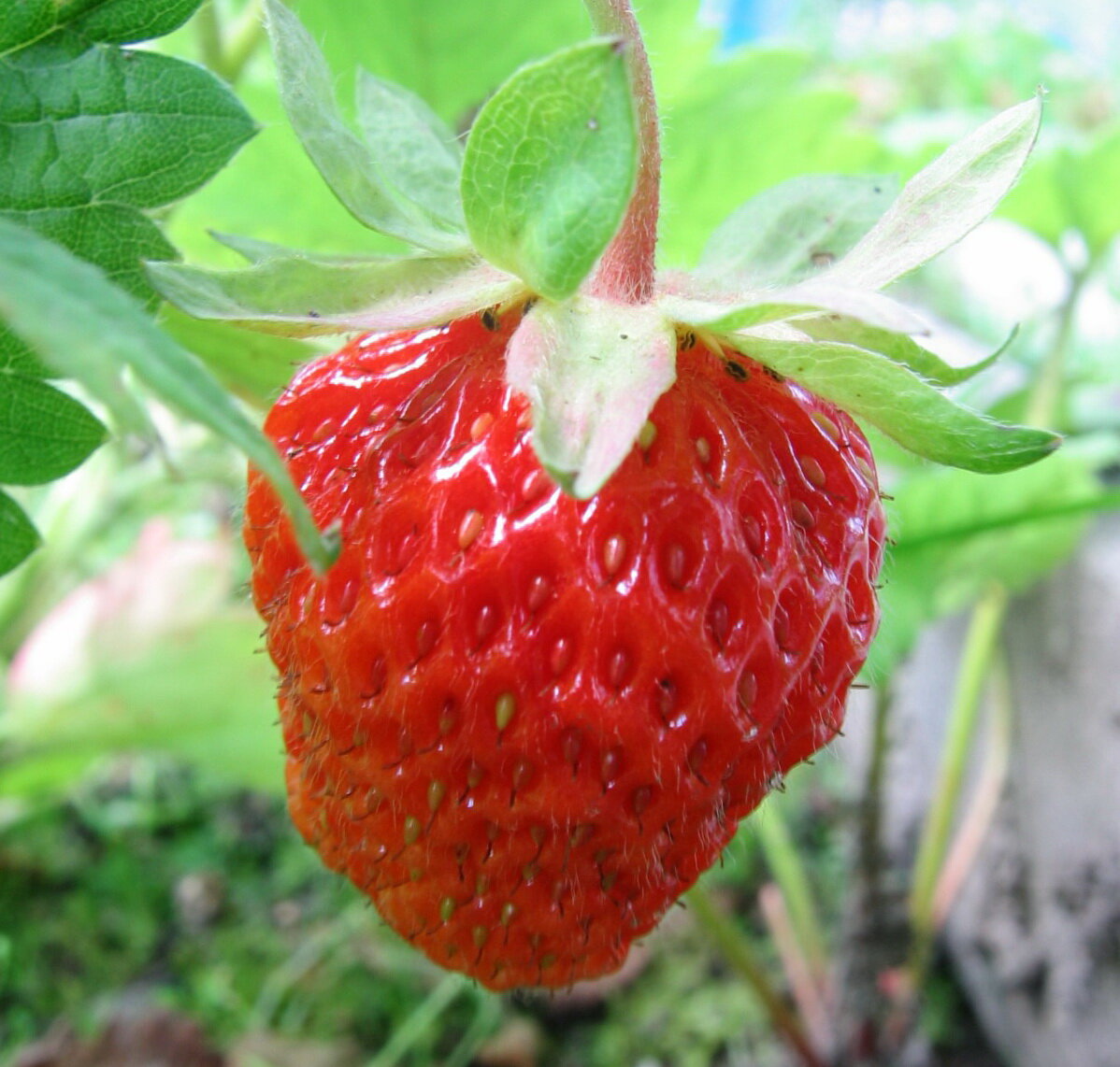 Фотография авторская