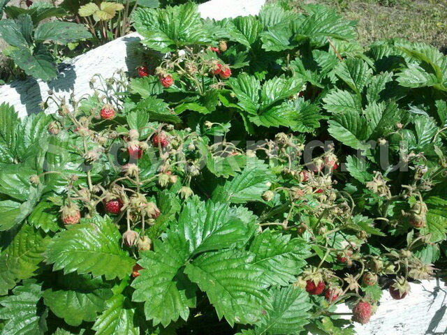 Выращиваем здоровые кусты клубники