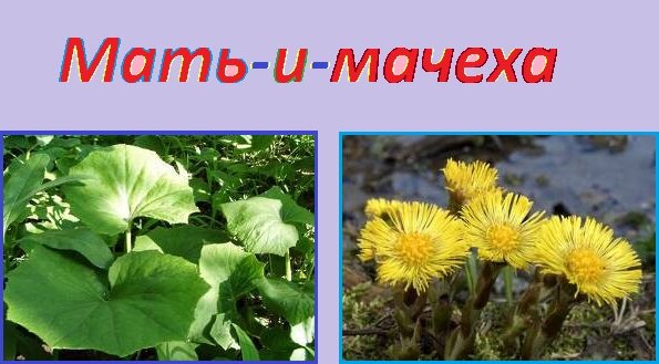 картинки из свободного доступа в интернете(обработка моя).