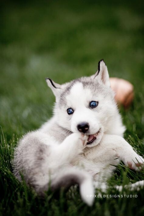 https://i.pinimg.com/474x/34/8d/1c/348d1cb33a2cfc892eb5b9975c28f250--siberian-husky-puppies-huskies-puppies.jpg