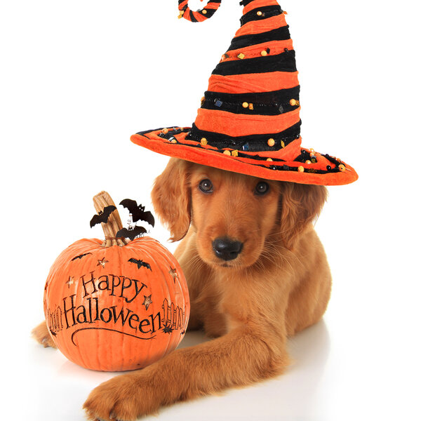 фотография из открытых источников