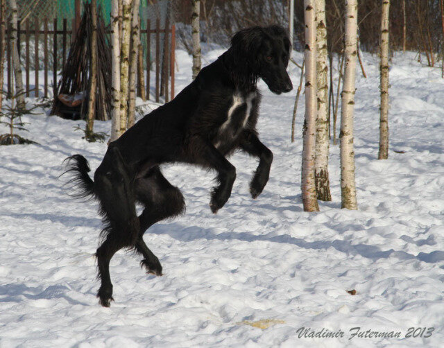 Байрам в возрасте 2-х лет
