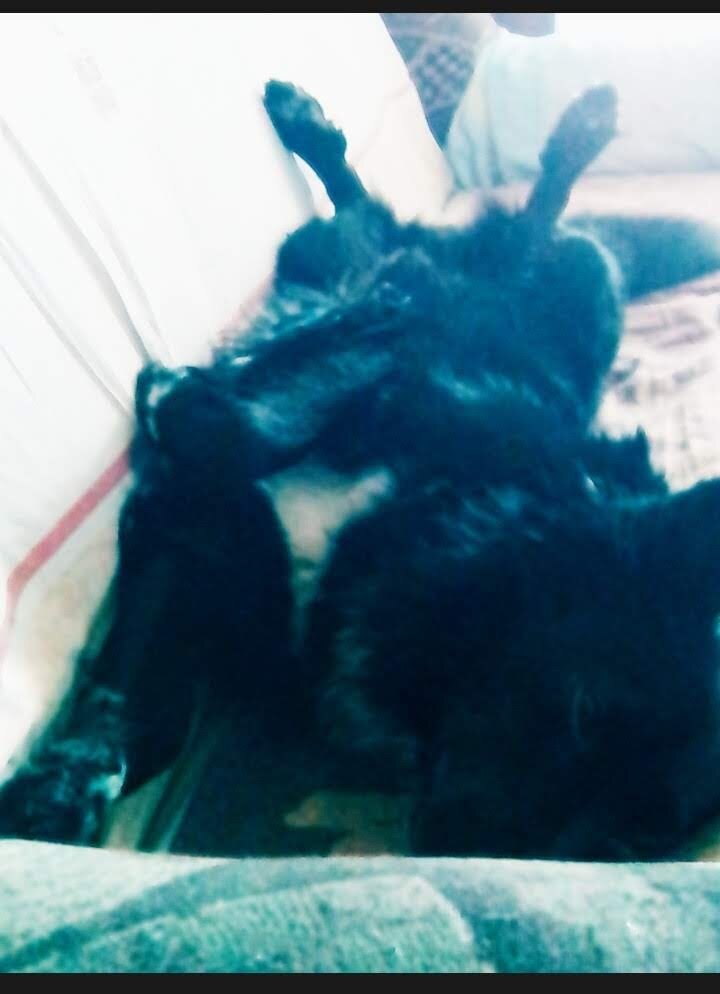 Гл.редактор:Буян Метисович