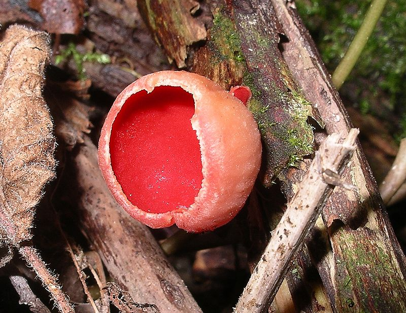https://en.wikipedia.org/wiki/Ascomycota#/media/File:Scarlet_elf_cap_cadnant_dingle.jpg