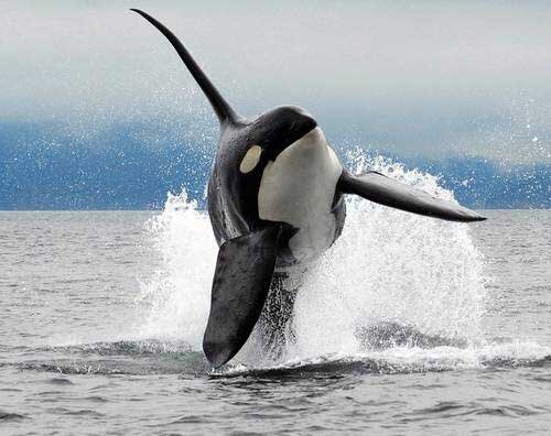 Король океана