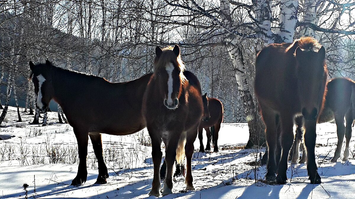 Табун лошадей