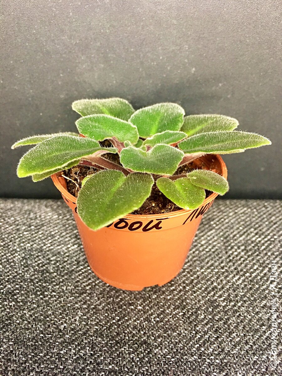 Непривычно большой горшочек для небольшого сорта.