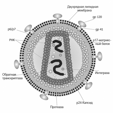 Строение вируса иммунодефицита человека.