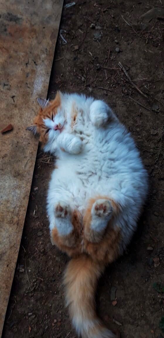 Рыжий Атос теперь выглядит так