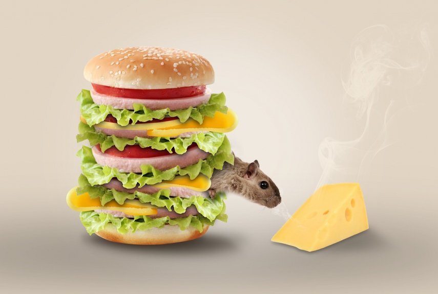 Фото: pixabay.com  