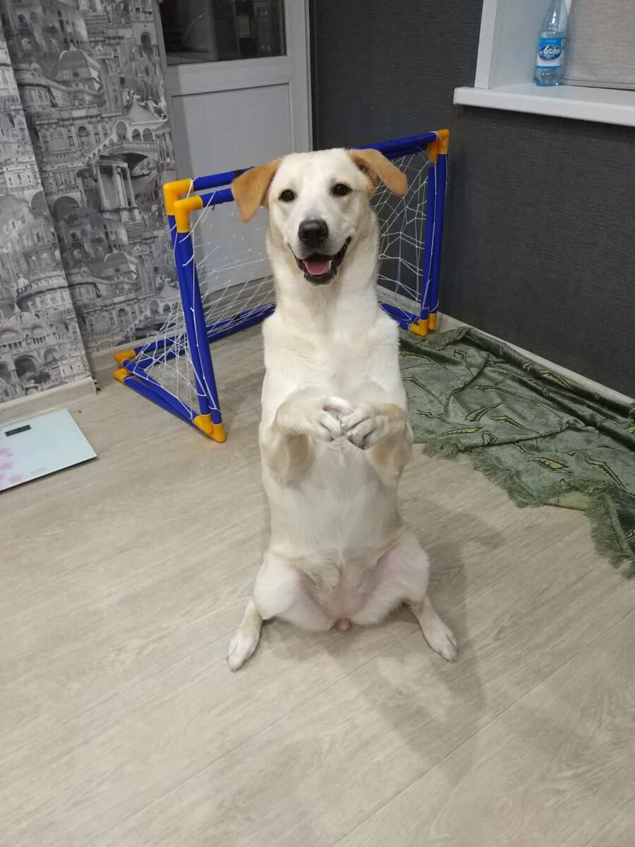 Собачка ищет дом