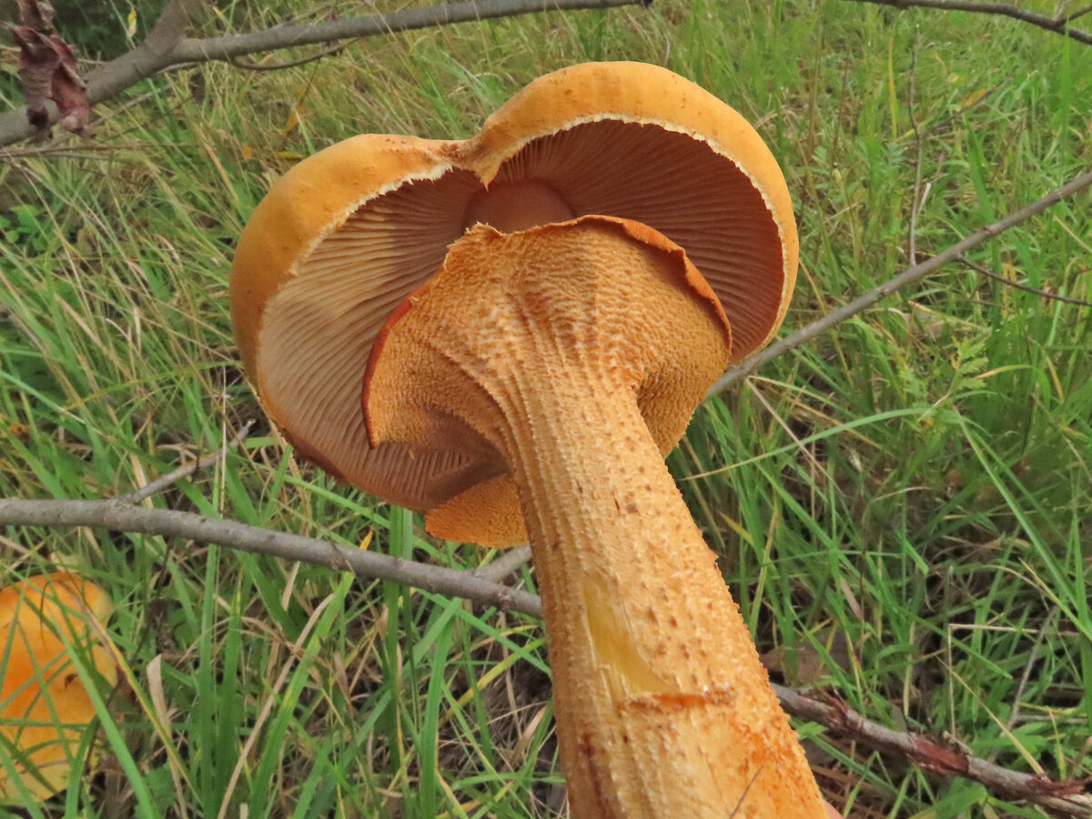 Зонтик золотистый. Конаково, 3 октября 2019 г.