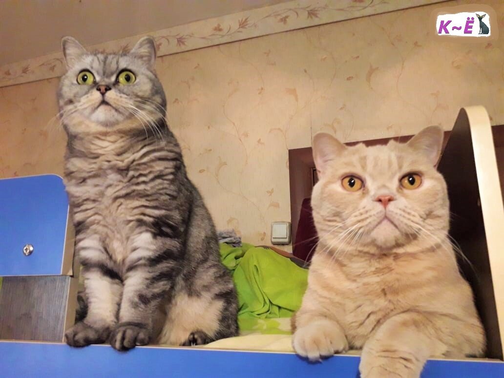 Мои любимые Мася и Мотя