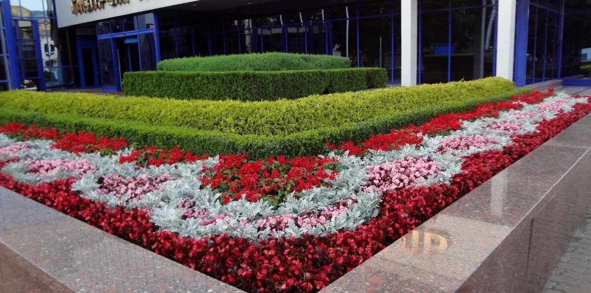 Клумба около  офиса  "Ставропольгазпрома"