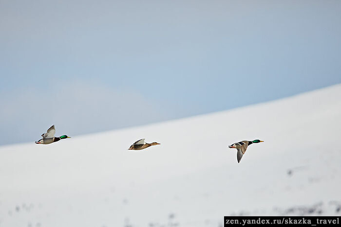 Охота на уток