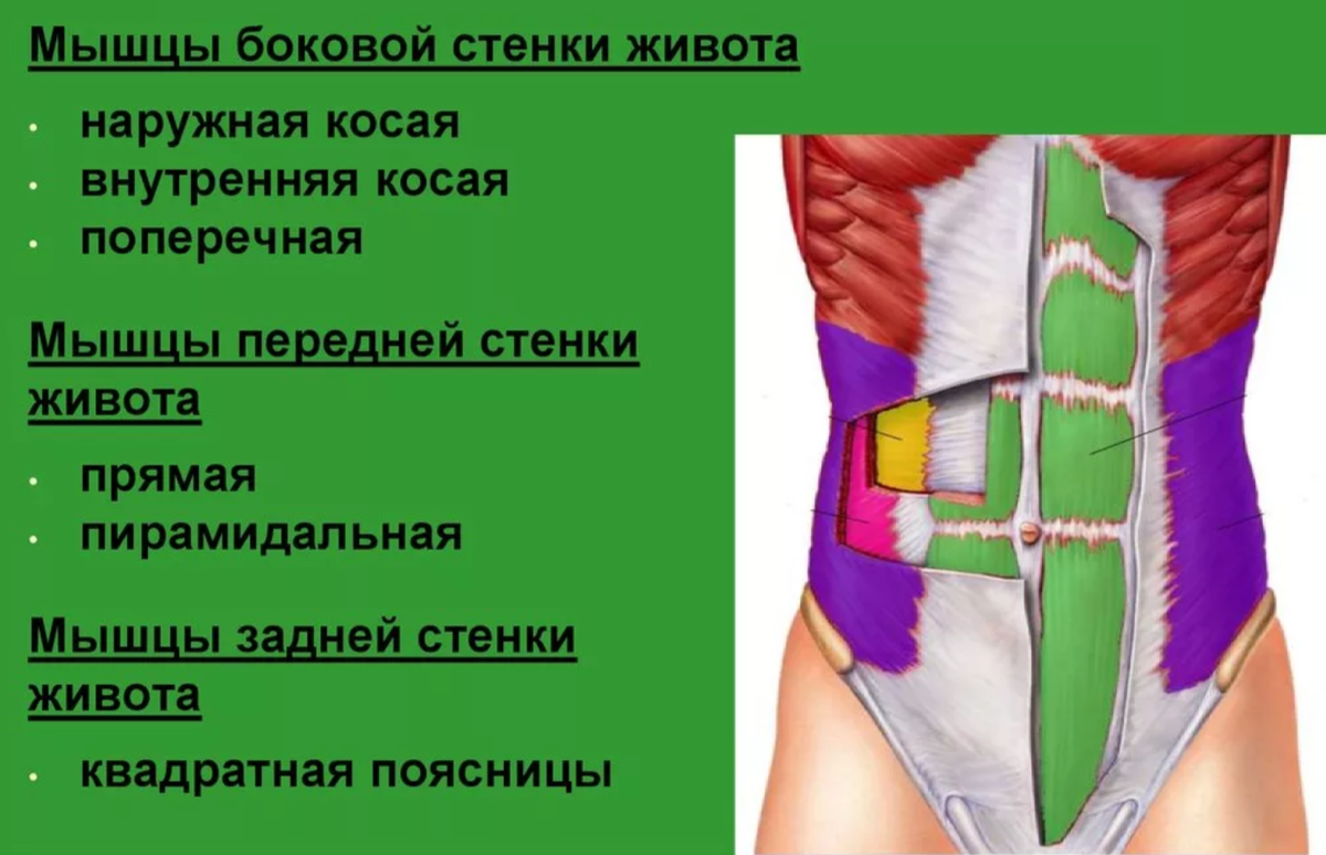 наружная косая - фиолетовая; внутренняя косая - малиновая; поперечная - жёлтая.