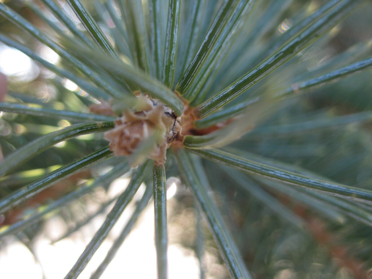 Хвоя - настоящий подарок для огородника. Фото автора.