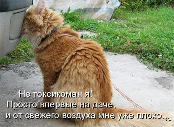 Смешные картинки с надписями про животных с надписями