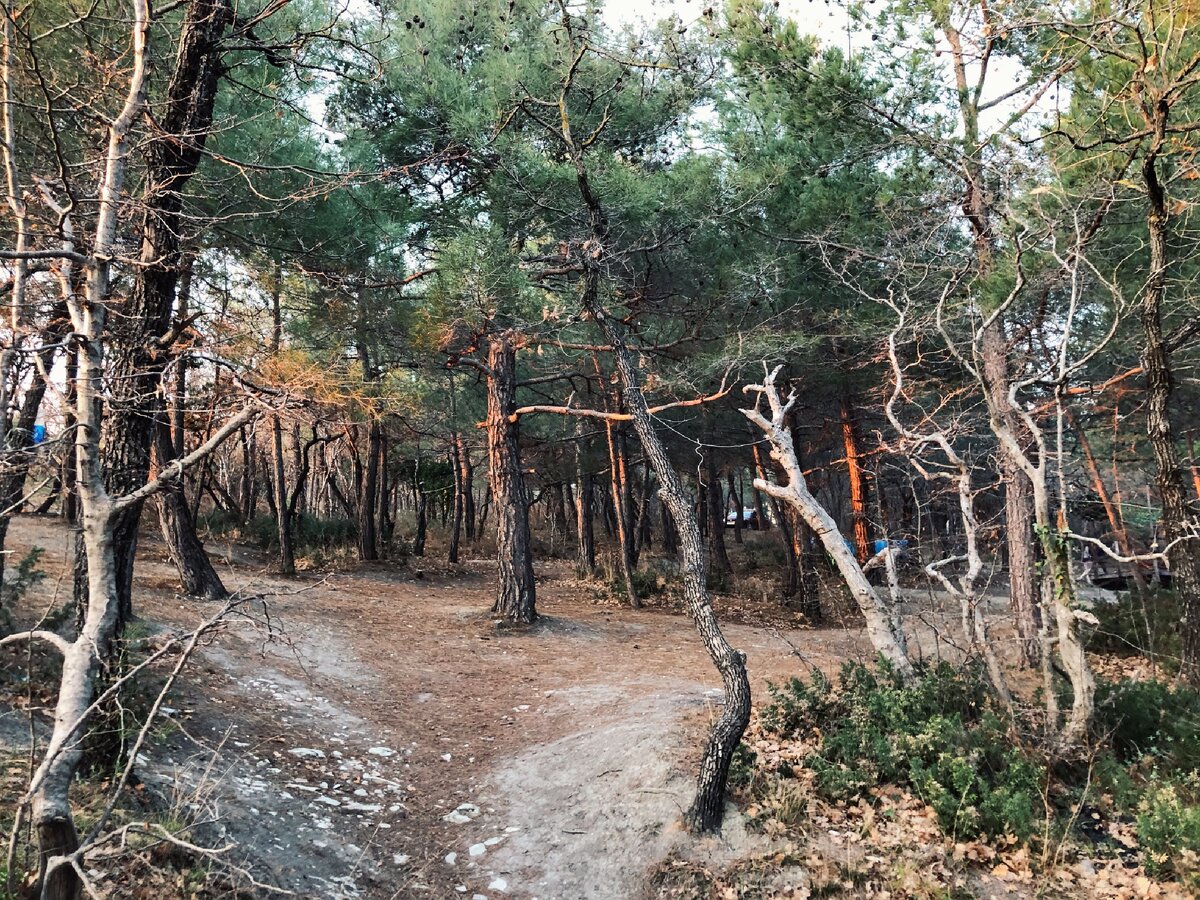 Дикий пляж Сосновка - райское местечко на Черноморском побережье🏖 |  Посмотри вокруг | Дзен