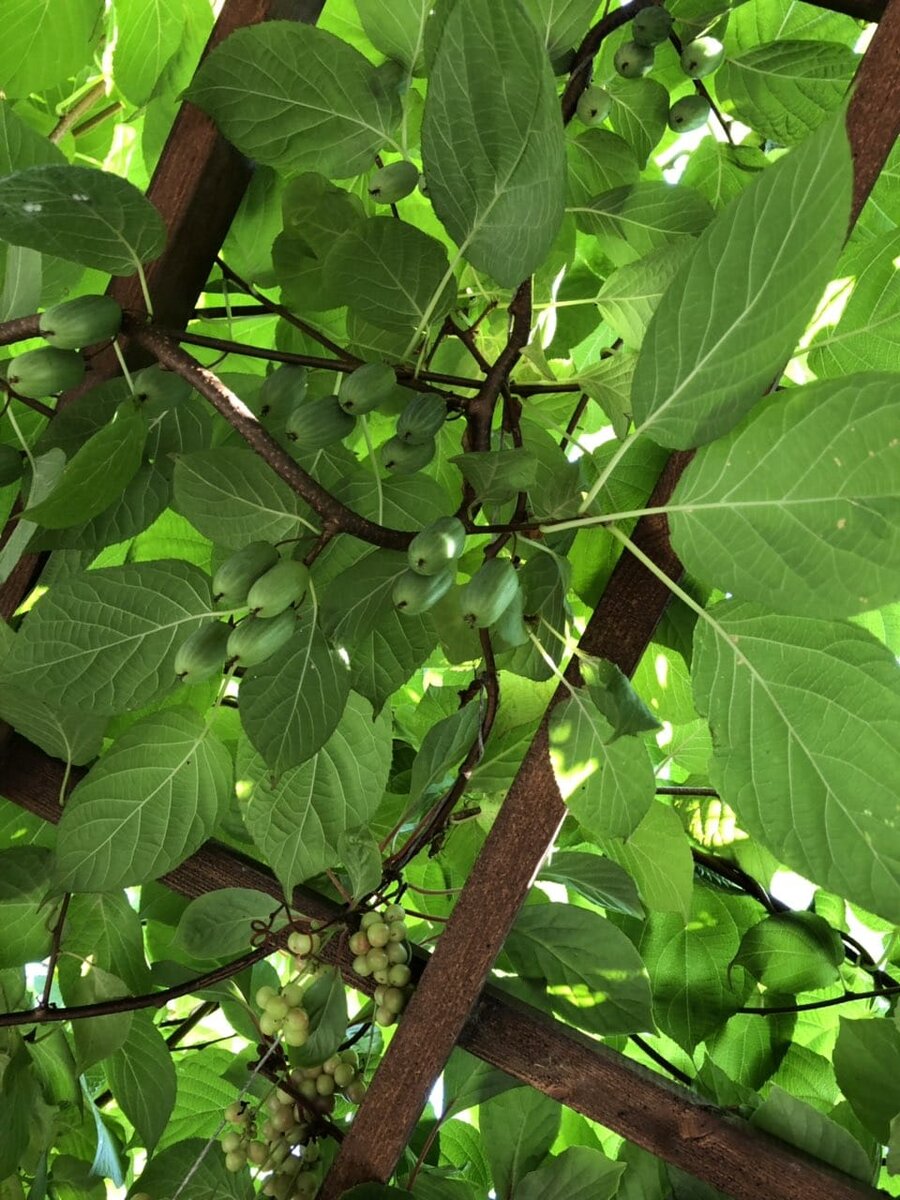 Лимонник китайский и актинидия -отличные соседи (фото из личного архива)