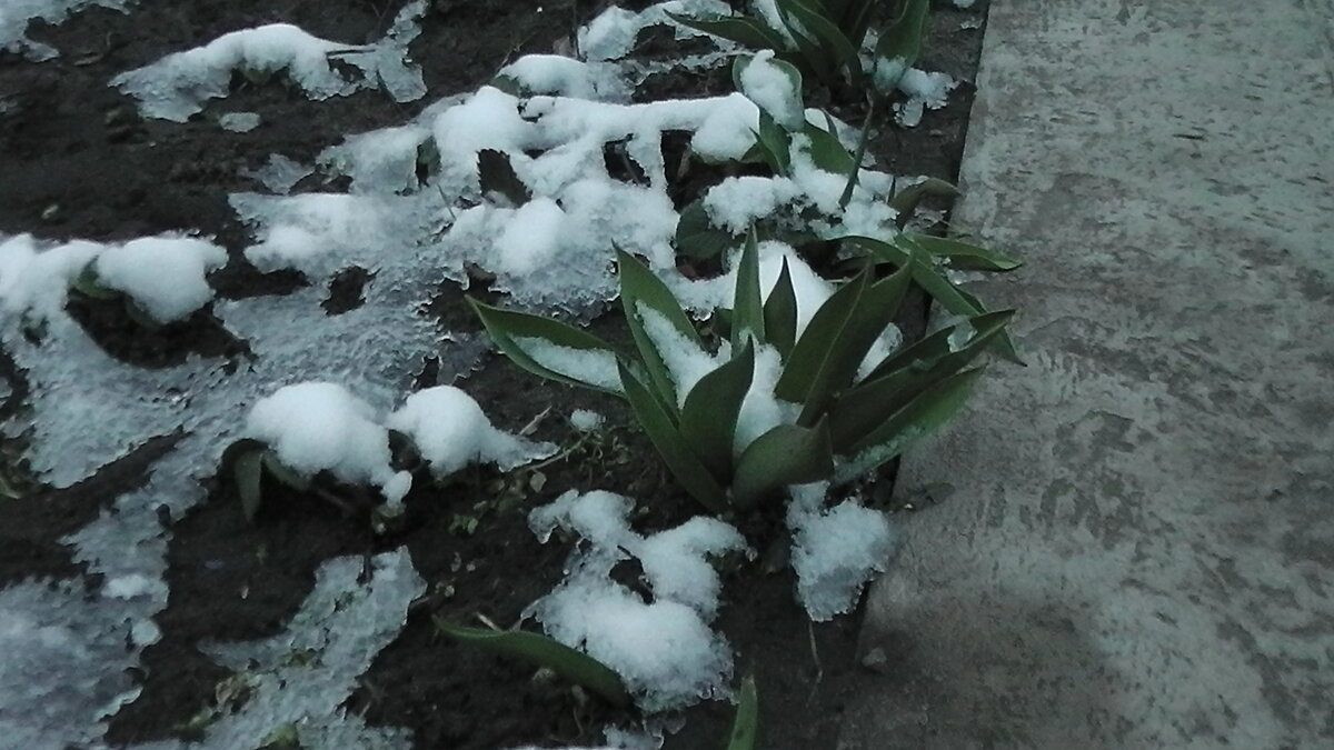 "Тюльпаны в снегу". Фото автора.