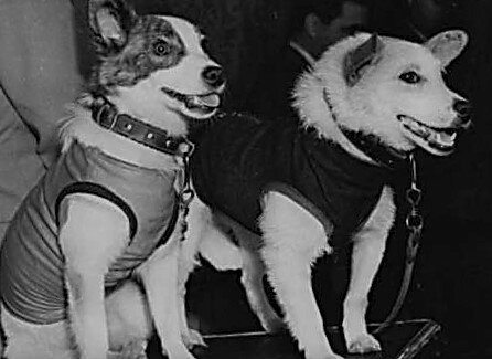 Белка и Стрелка