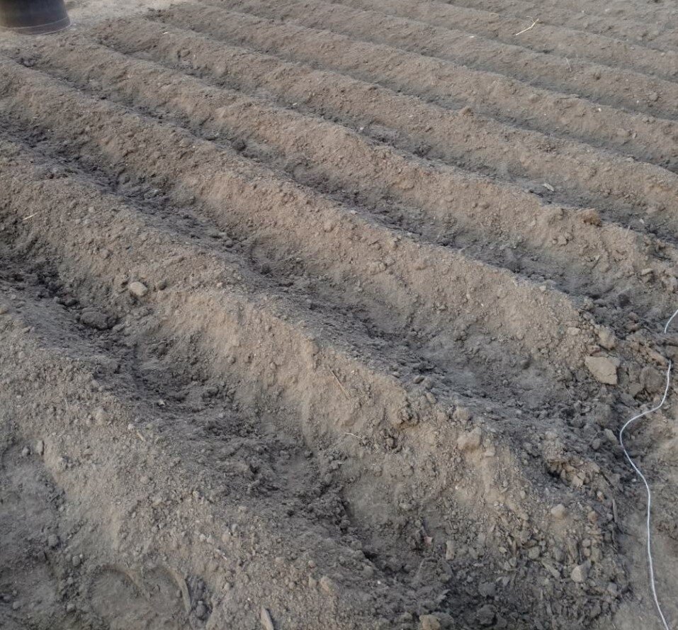 Посадили картошку граблями — без перекопки почвы, в гребни. Плюсы метода
