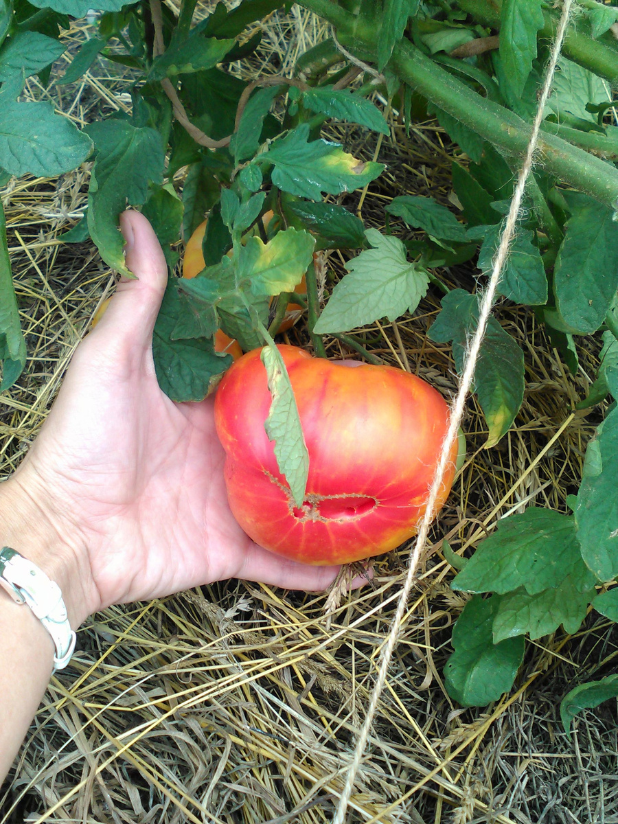 томат биколор Грейпфрут. По вкусу очень похож на сорт Загадка природы.