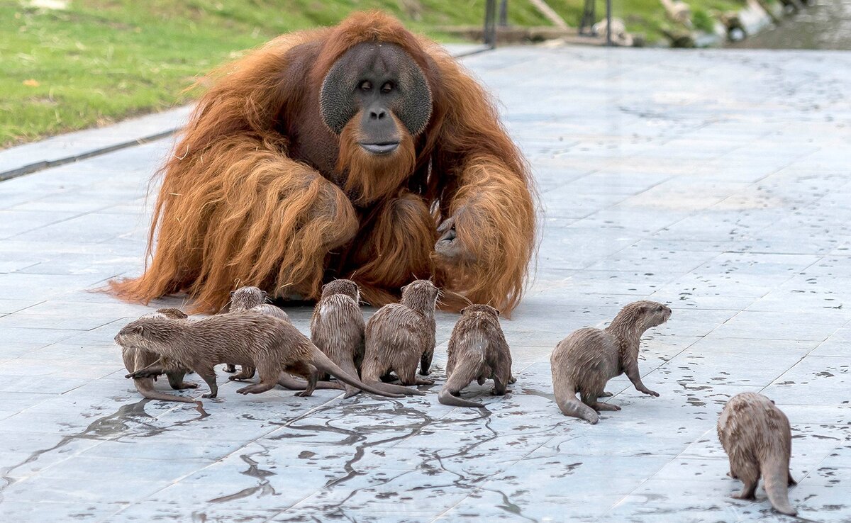 Pairi Daiza