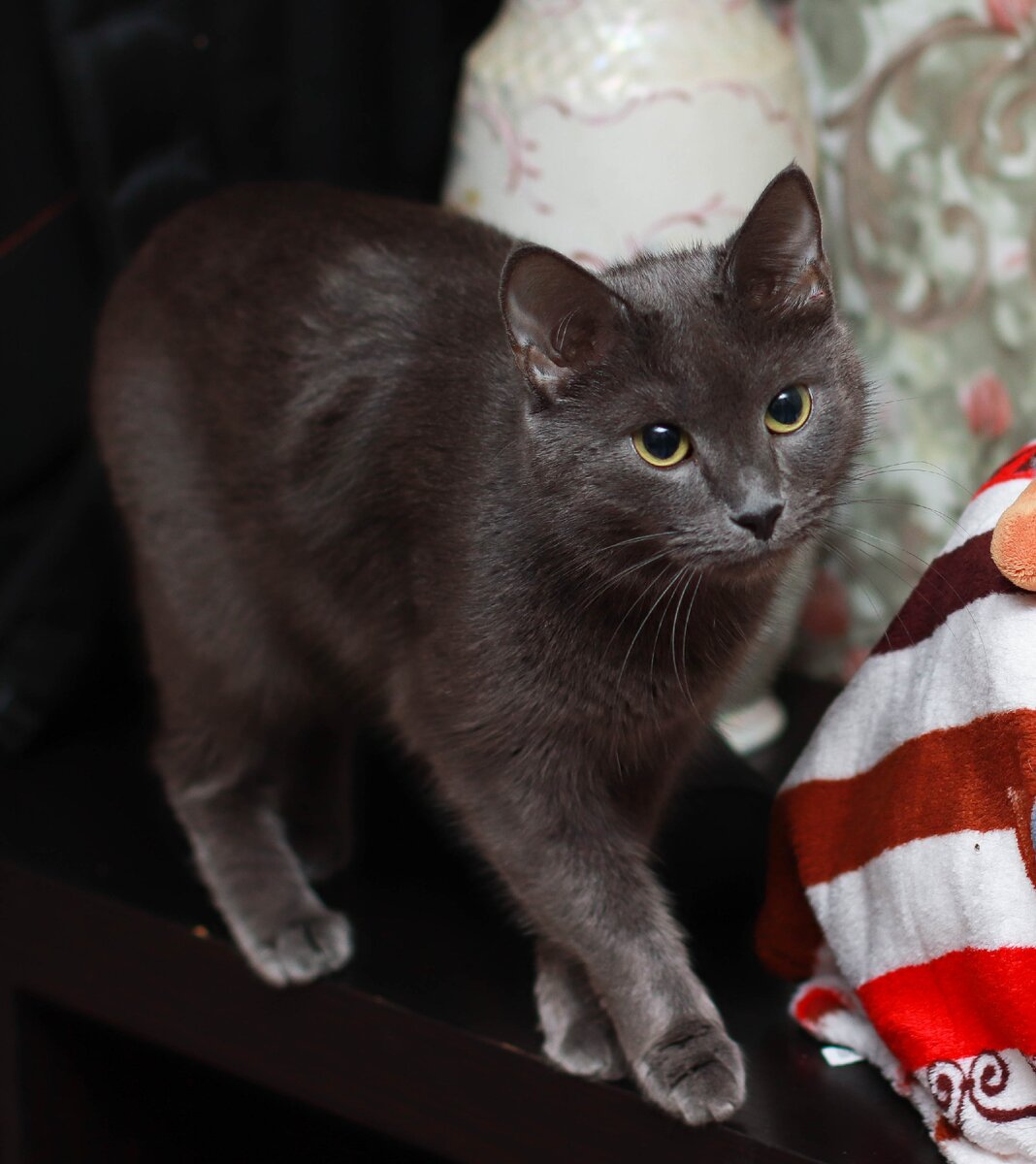 А что делать с  животным, которому 9 лет? Вот наша Гретта, которая ушла далеко за пределы кому до года. 