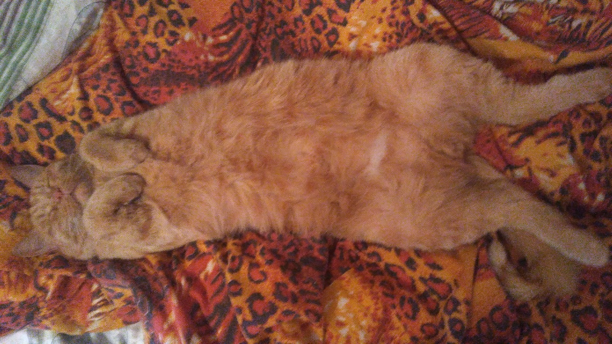 Котик решил полежать