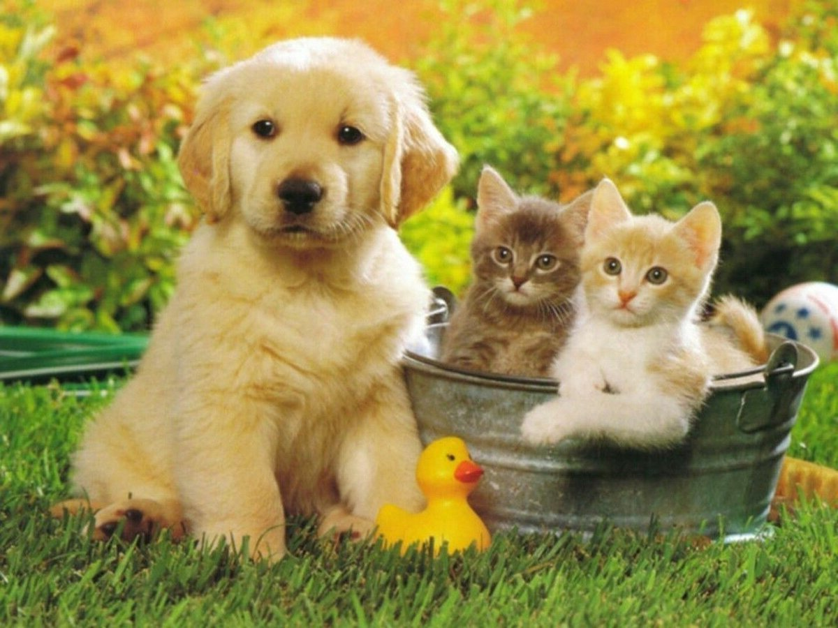 И кошки, и собаки хороши по-своему