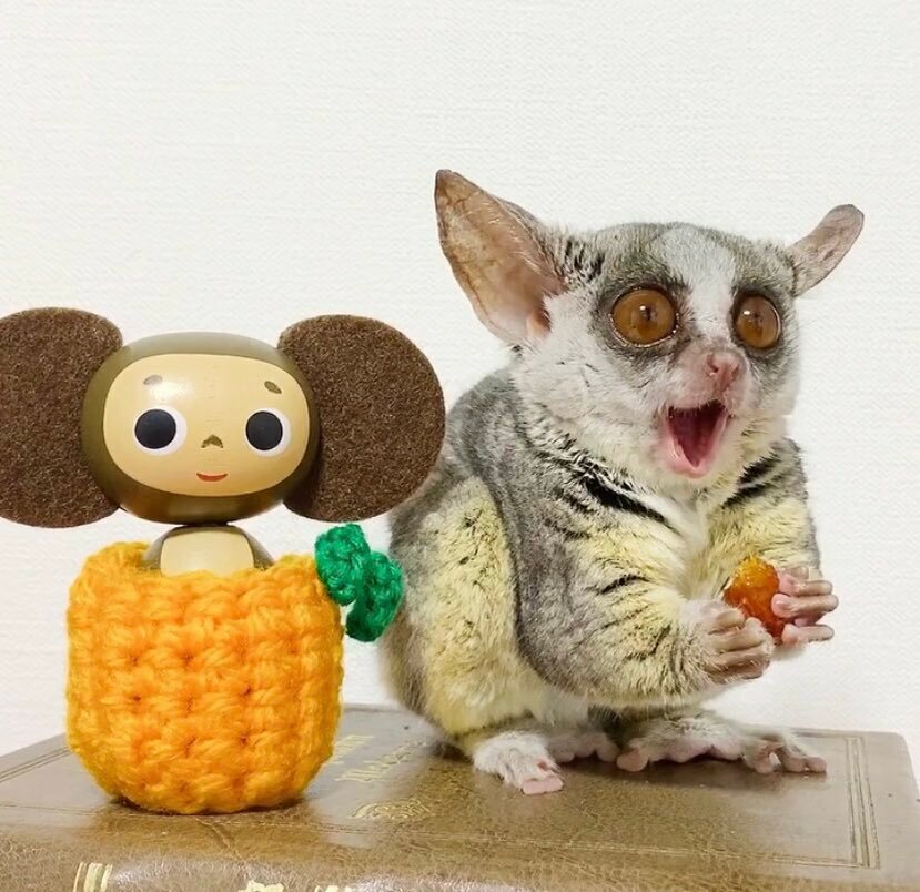 Чебурашка и возможный прототип 