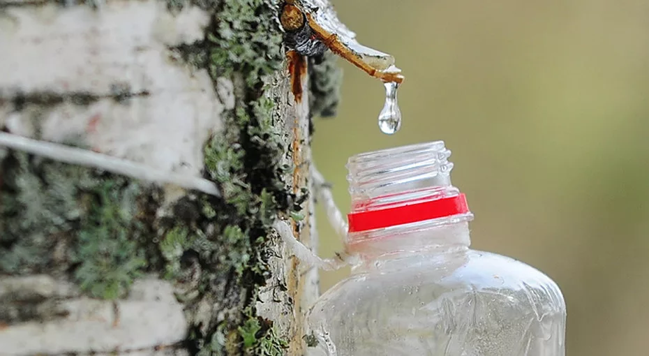 Зачем и почему в России пьют «кровь деревьев»: наш странный специалитет - березовый сок