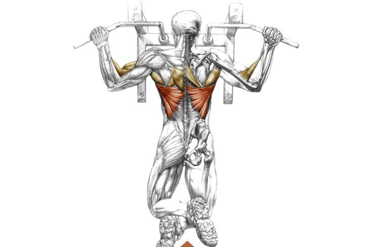 Как прокачать широчайшие мышцы спины в тренажерном зале для мужчин