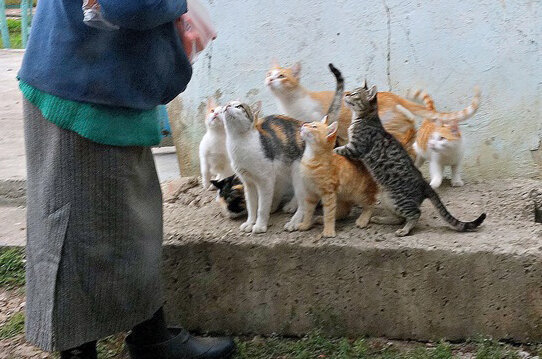 Картинка из свободного источника.