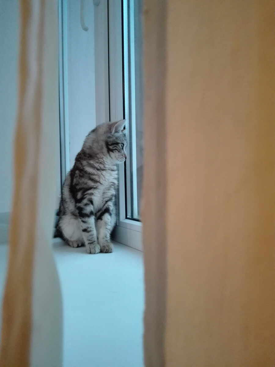 котенок изучает улицу